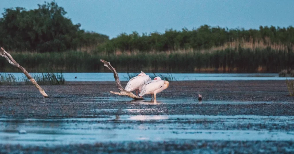 Habitats Essential For Wildlife