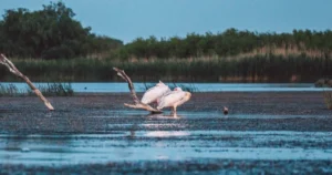 Habitats Essential For Wildlife