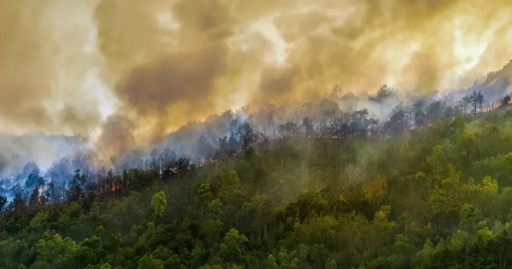 Wildfire Preparedness Safety
