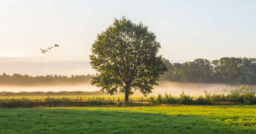 Trees Protect Human Health