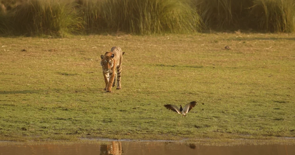 Species That Sustain Ecosystems