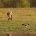 Habitats Essential For Wildlife
