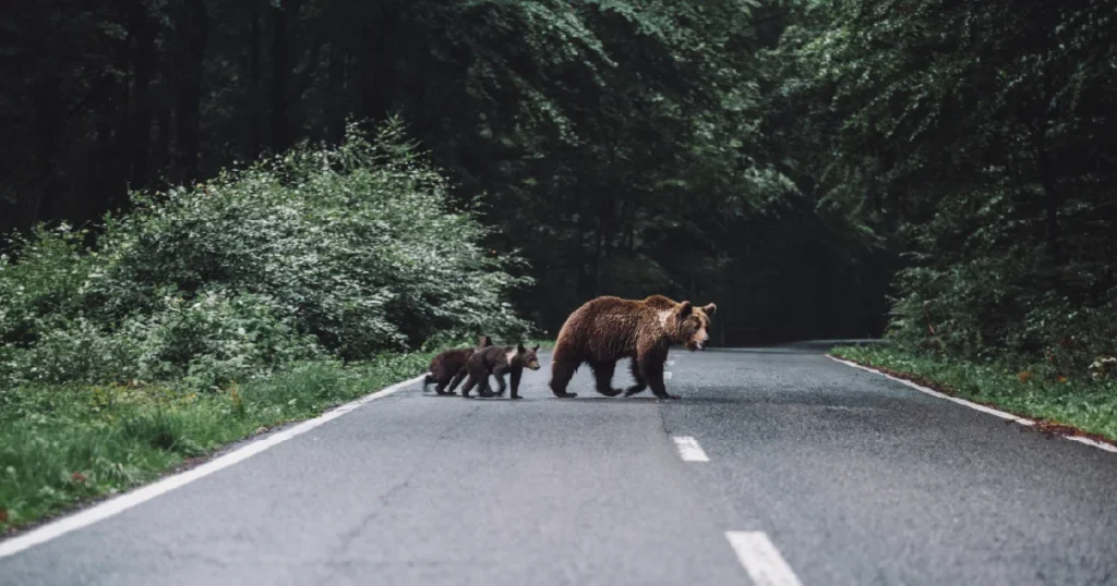 Human Wildlife Interaction Risks