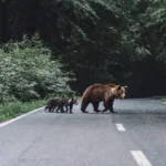 Human Wildlife Interaction Risks