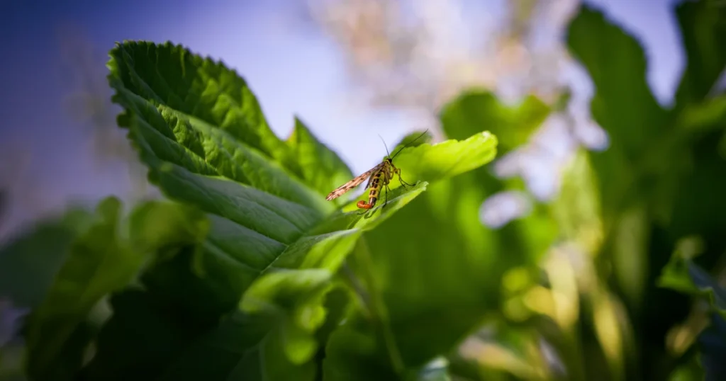 Biodiversity And Human Health