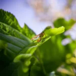 Biodiversity And Human Health