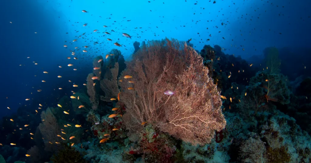 Coral Reef Survival