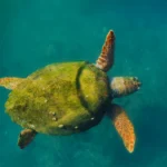 Sea Turtle Survival
