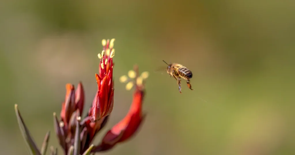 Essential Insect Ecosystems