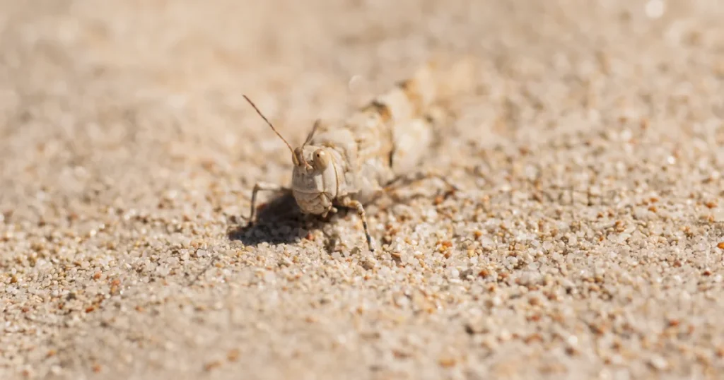 Insect Survival Systems