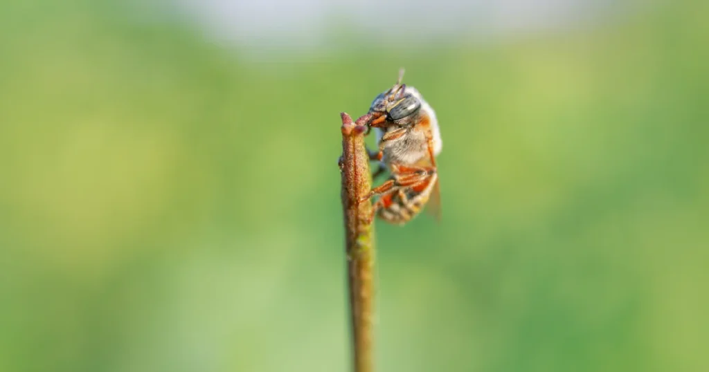 Hidden Ecosystem Balance