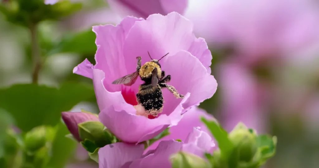 Disappearing Insect Populations