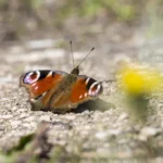 Climate-Stressed Insects