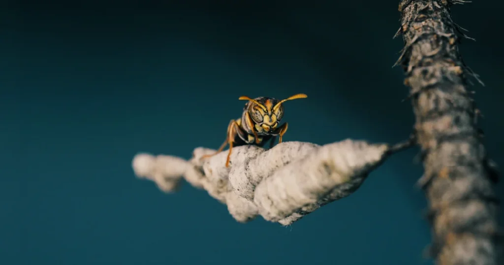 Insect Life Awareness