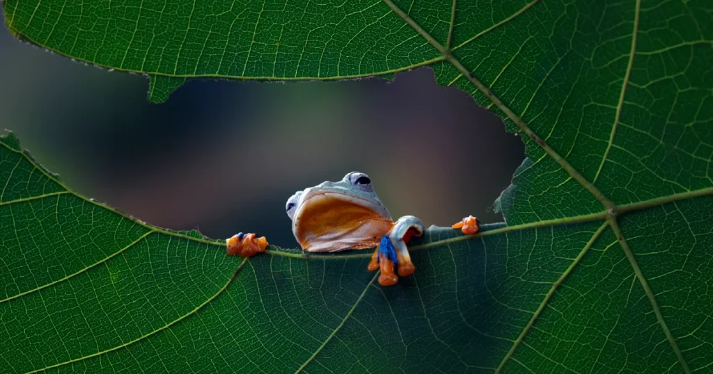 Biodiversity Protects Health
