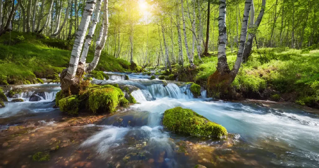 Nature Conservation Action