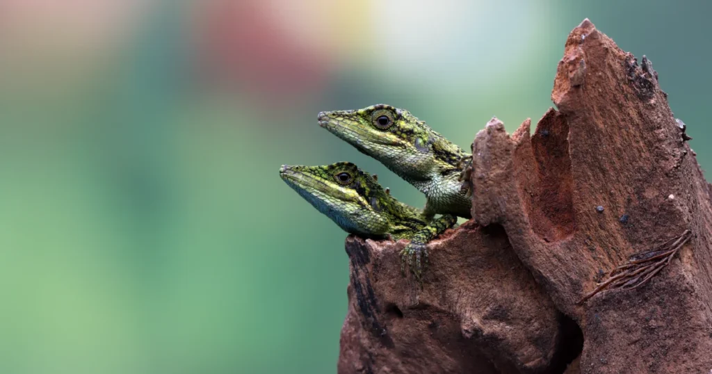 Wildlife Habitat Protection