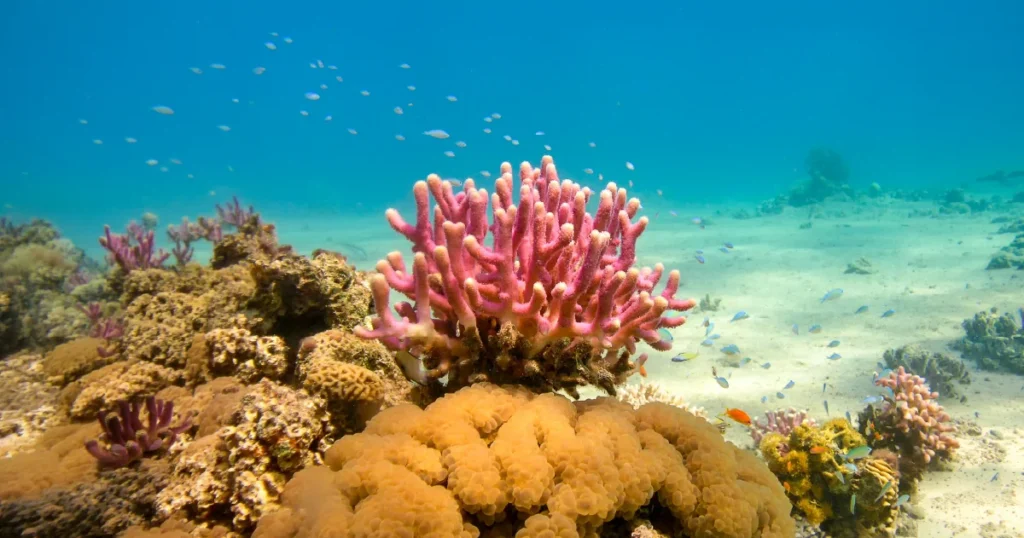 Living Ocean Reefs