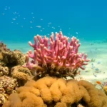 Living Ocean Reefs