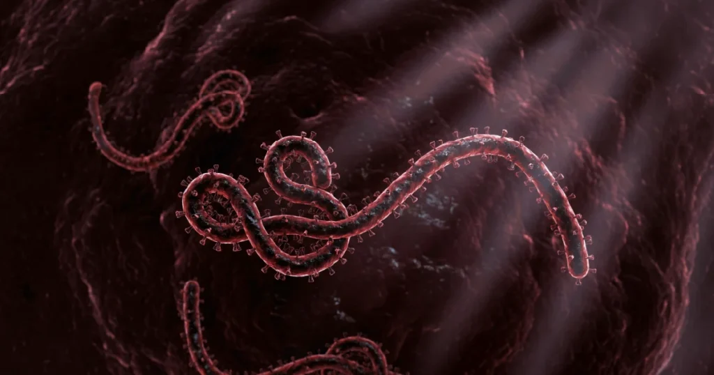 Ebola Spillover Risk