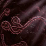 Ebola Spillover Risk
