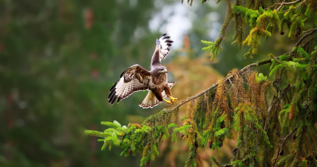 Wildlife Conservation Matters