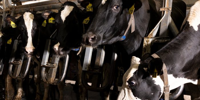 00-birdflu-02-gplw-mediumSquareAt3X-hHY6cf-rss