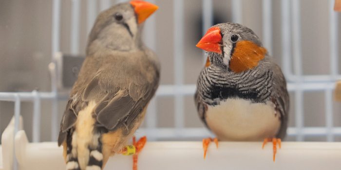 00HS-SCI-BIRDS-JARVIS-stillpromo-qwlj-mediumSquareAt3X-tYniOH-rss