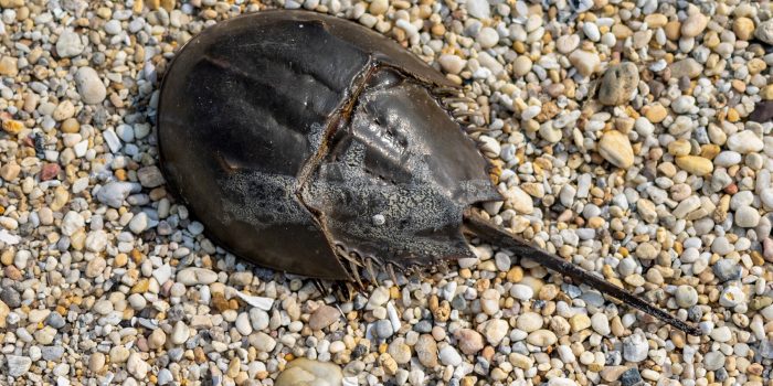 00HS-horseshoe-crabs-01-qtbk-mediumSquareAt3X-2d4f7H-rss