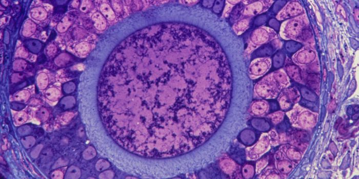 00HS-sci-ovaries-mediumSquareAt3X-zSMXrZ-rss