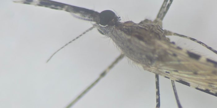 00dc-science-mosquitoes-top-mediumSquareAt3X-ZzdVtq-rss