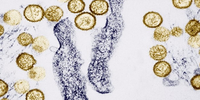 03xp-virus-explainer-mediumSquareAt3X-O1WwU9-rss