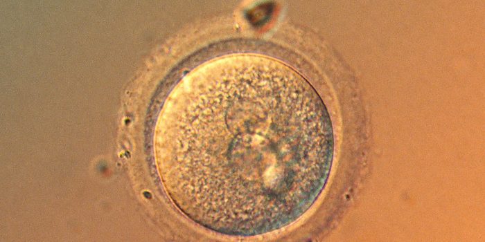 05sci-embryos-mediumSquareAt3X-9fYlFS-rss