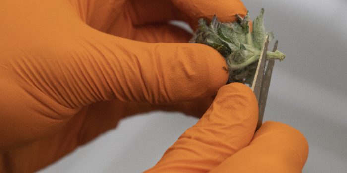 06cannabis-qzpl-mediumSquareAt3X-3vxSul-rss