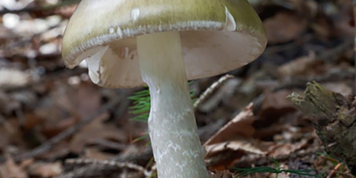 06xp-poison-jtgc-mediumSquareAt3X-v3-dMx5ts-rss