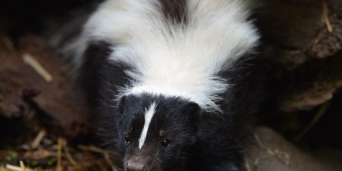 06xp-skunk-fktv-mediumSquareAt3X-HUcVab-rss