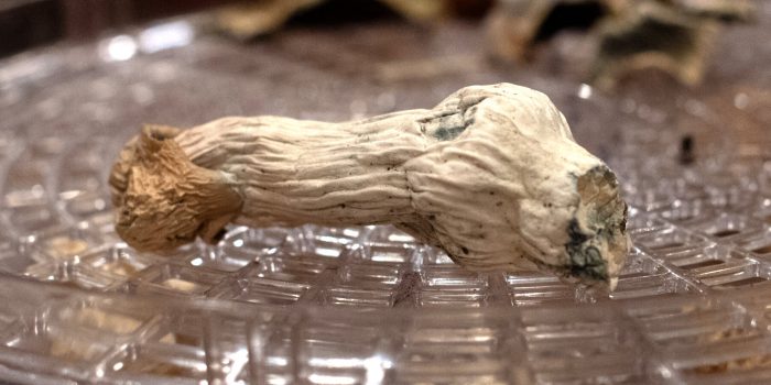 07HS-SCI-BRAIN-kbvf-mediumSquareAt3X-NzmmUC-rss