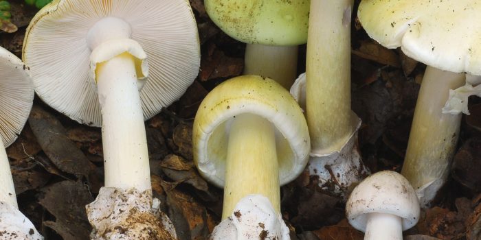 08xp-mushrooms1-mgkq-mediumSquareAt3X-uvFV2b-rss