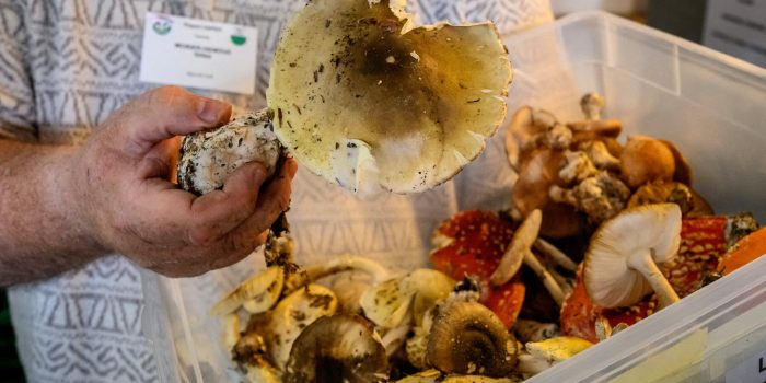 10xp-mushroom-htpv-mediumSquareAt3X-PpmbhW-rss