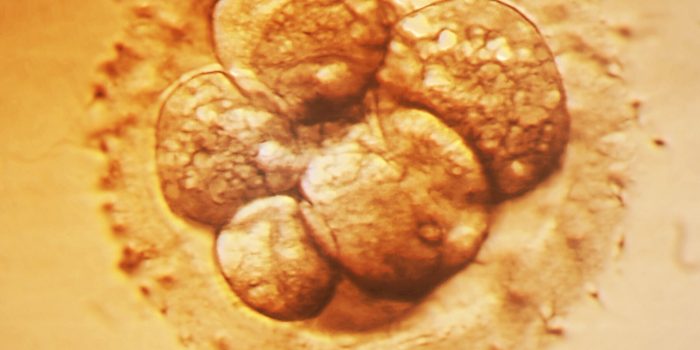 11SCI-EMBRYO-REAX-mediumSquareAt3X-fAT1CE-rss