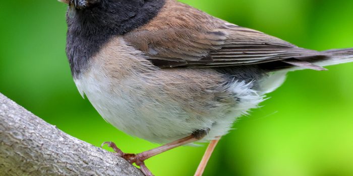 15BEAKS-mediumSquareAt3X-CNWAf5-rss