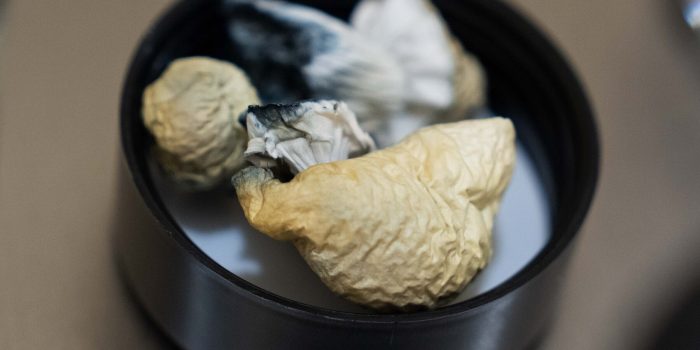 17hs-trump-psychedelics-mediumSquareAt3X-RHpNyQ-rss