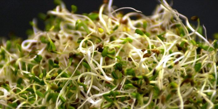 21xp-sprouts-bthp-mediumSquareAt3X-0WxFf3-rss