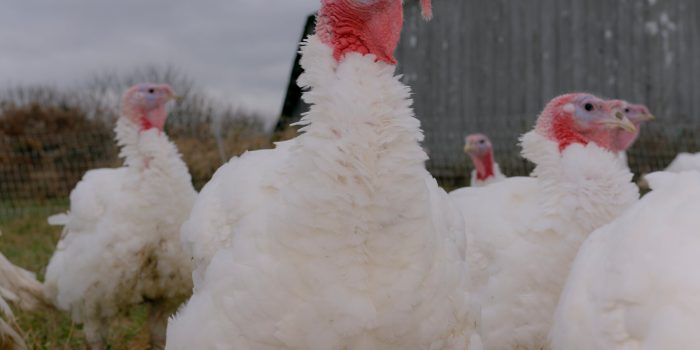 22HS-BIRDFLU-glwm-mediumSquareAt3X-ZczW59-rss