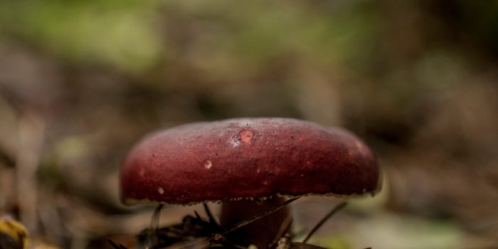 23FUNGI-01-wmlp-mediumSquareAt3X-8waI4i-rss