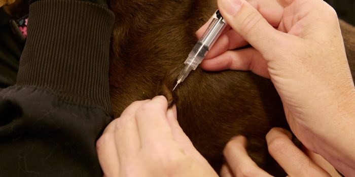 27SCI-PETS-ANTIVAX-01-gwbp-mediumSquareAt3X-5Yohz1-rss 27SCI-PETS-ANTIVAX-01-gwbp-mediumSquareAt3X-5Yohz1-rss