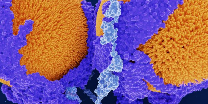 28SCI-CHOLESTEROL-EDIT-mediumSquareAt3X-WyOcf5-rss