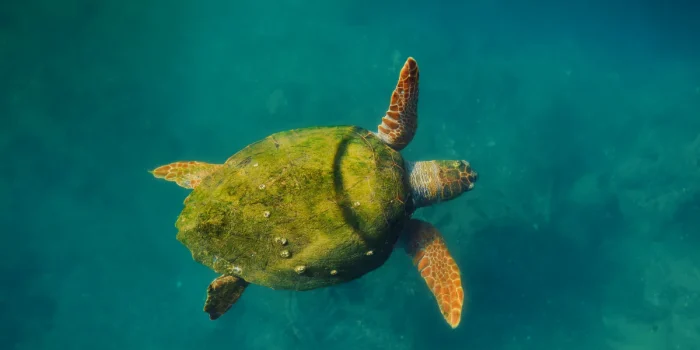 Sea Turtle Survival