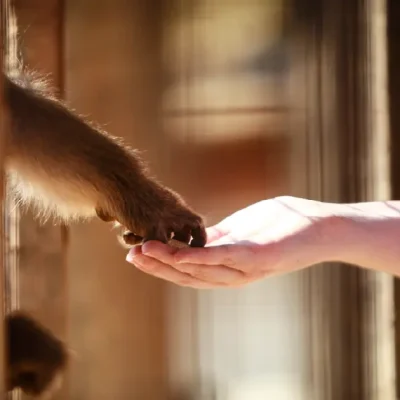 Animal Rights