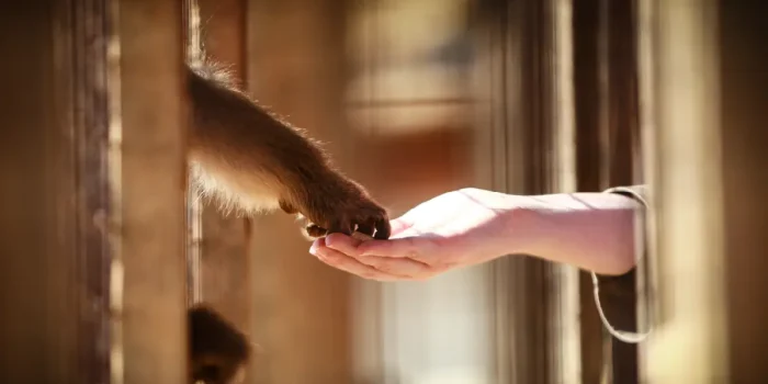 Animal Rights